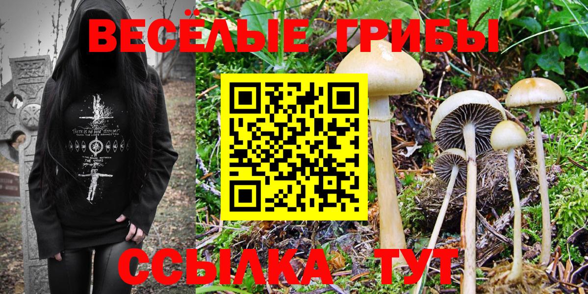 как найти закладки  Псилоцибиновые грибы мухоморы  Псилоцибиновые грибы GOLDEN TEACHER  Вход с VPN  Знаменск 